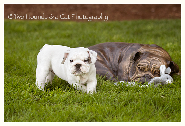Bulldog puppy with his friend
