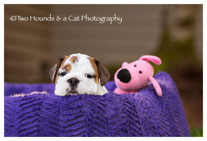 Bulldog and stuffed animal