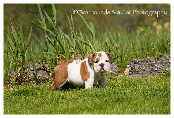 Brown and white spotted bulldog puppy