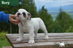 Bulldog puppy male show dog in Seattle