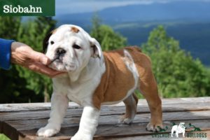 Bulldog Show dog puppy in Seattle