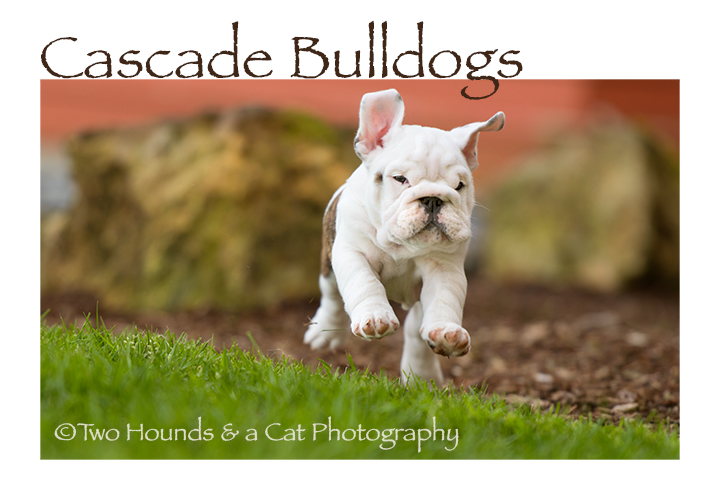 Bulldog running