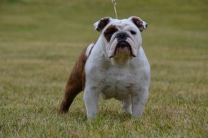 Wildflower the Bulldog Will Have Puppies