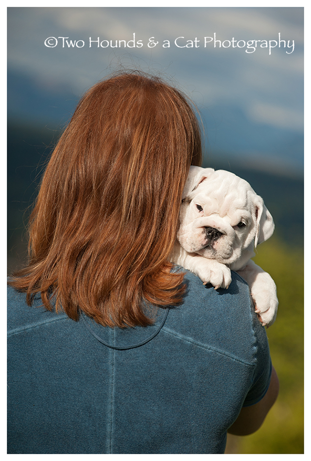 Bulldog puppy hugging