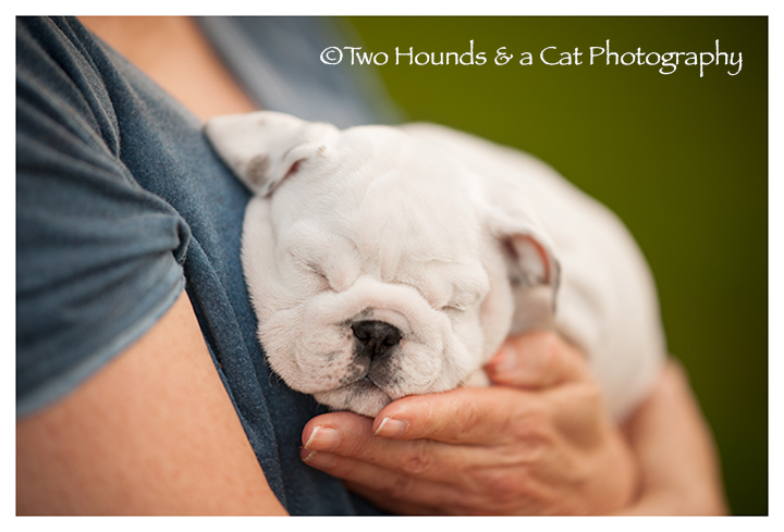 Sleeping bulldog puppy