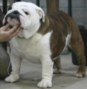Just Johnny bulldog