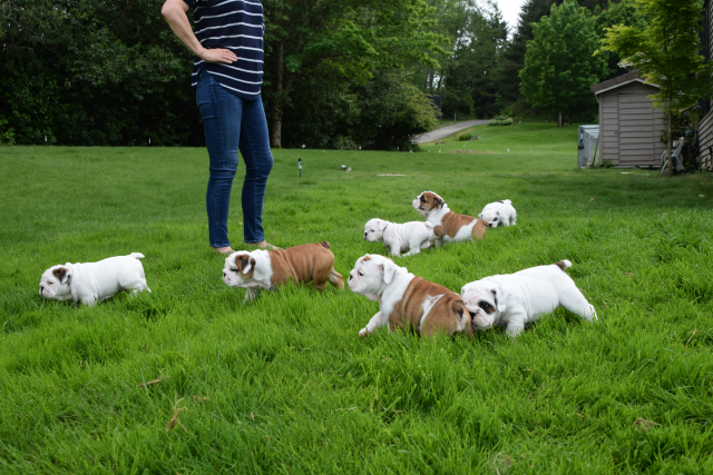 Bulldog breeder in Seattle