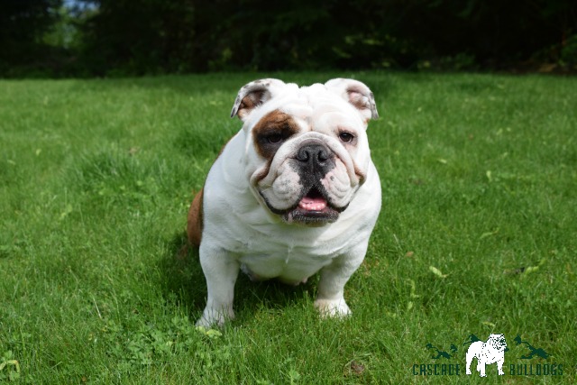 health of your bulldog
