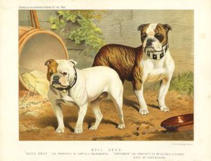 History of a bulldog