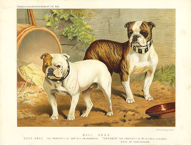 History of a bulldog