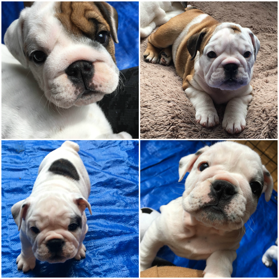 Cute bulldog puppy faces