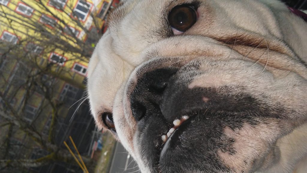 Bernice the bulldog funny face