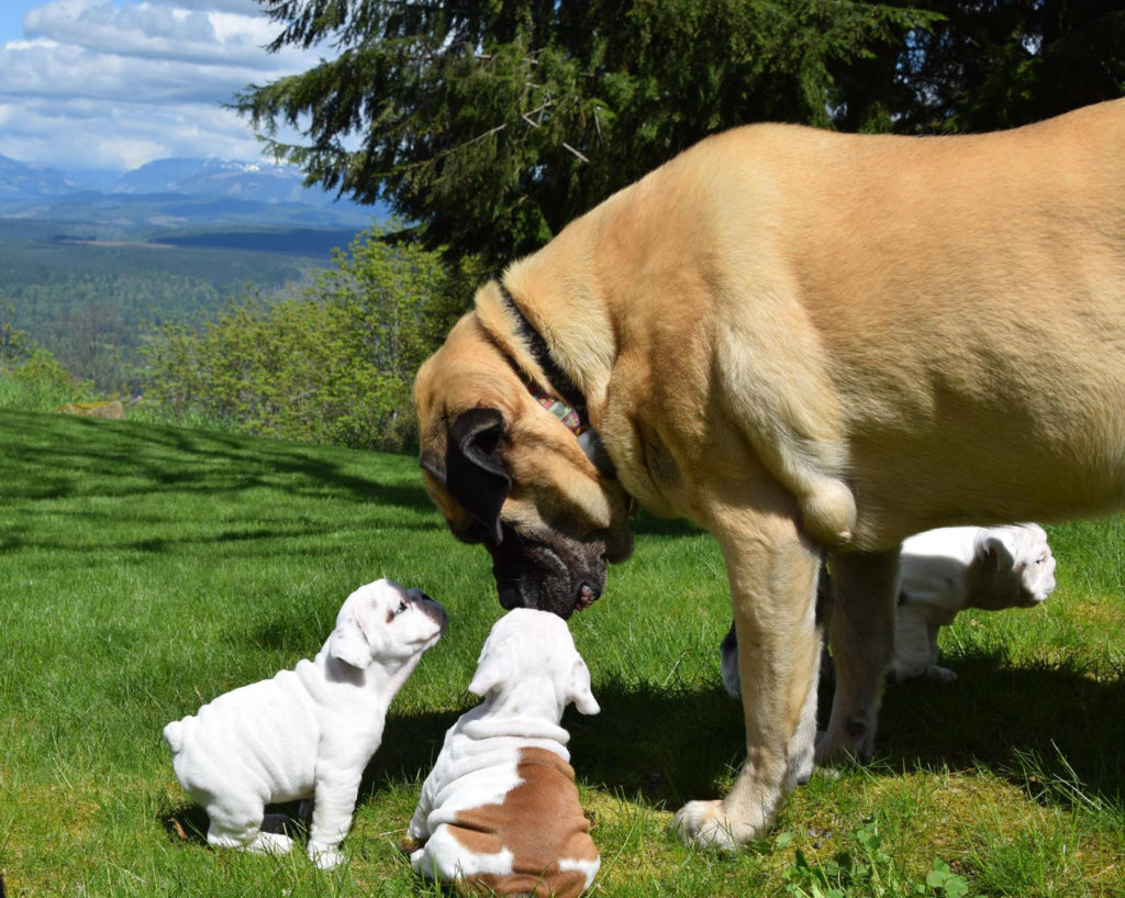 bulldog puppy training