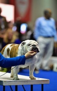 Show bulldog