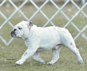 white bulldog