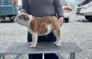 Bulldog puppy Fancy Nancy side profile