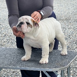 Legendary Yeti bulldog puppy