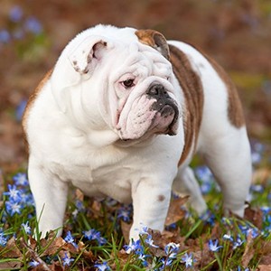 Legendary Yeti bulldog puppy